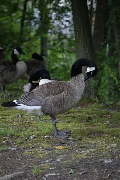 Parktaki Kanadalı Kazların Dikey Yakın Çekimi Branta Kanadensis — Stok fotoğraf