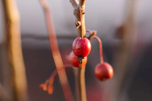 Bulanık Bir Arkaplanda Izole Edilmiş Ilahi Elmaların Yakın Plan Çekimi — Stok fotoğraf