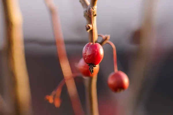 Gros Plan Des Pommes Célestes Isolées Sur Fond Flou — Photo