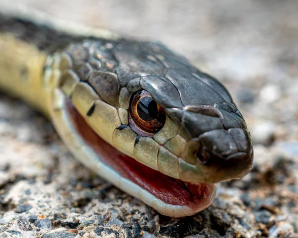 Zbliżenie Węża Podwiązki Butlera Thamnophis Butleri — Zdjęcie stockowe