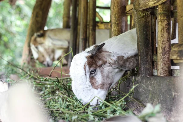 Ormandaki Kafeste Güzel Keçilerin Yakın Plan Çekimi — Stok fotoğraf