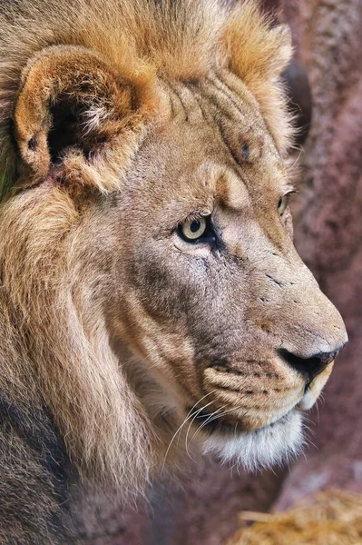 美しい雄ライオンの顔の垂直クローズアップショット — ストック写真