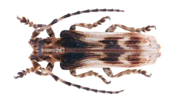 Colección Insectos Espécimen Escarabajos Cuernos Largos Aislados Sobre Fondo Blanco —  Fotos de Stock