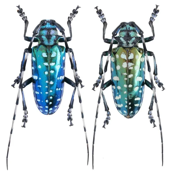 Insektsamling Långhornade Skalbaggar Exemplar Isolerad Vit Bakgrund Fotograferad Makro Lins — Stockfoto