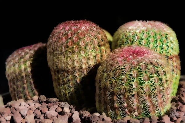 Macro Shot Group Rainbow Hedgehog Cactus Echinocereus Rigidissimus Rubispinus Pot — Stock Photo, Image