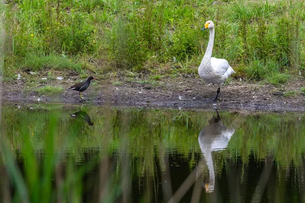 Белый Лебедь Оранжевым Черным Клювом Берегу Озера — стоковое фото