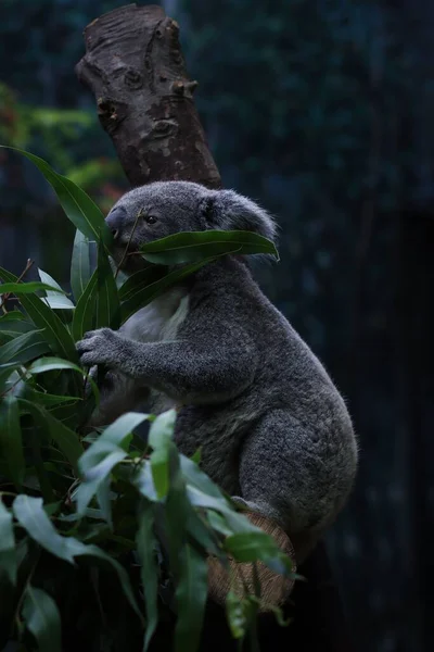 Colpo Verticale Simpatico Koala Phascolarctos Cinereus Albero Allo Zoo — Foto Stock