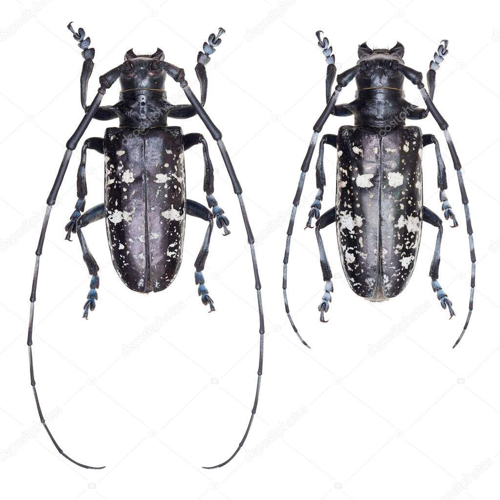 Insect collection of long-horned beetles specimen isolated on white background photoed by macro lens.
