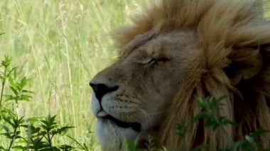 Aslan 'ın esnediği ve yemekten sonra uykuya dalmak üzere olduğu yakın plan bir fotoğraf..