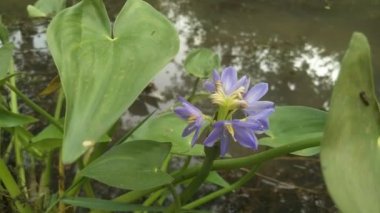 Pontederia crassipes, Kerala 'da nehirden akıyor. Eichhornia crassipes çiçeği..