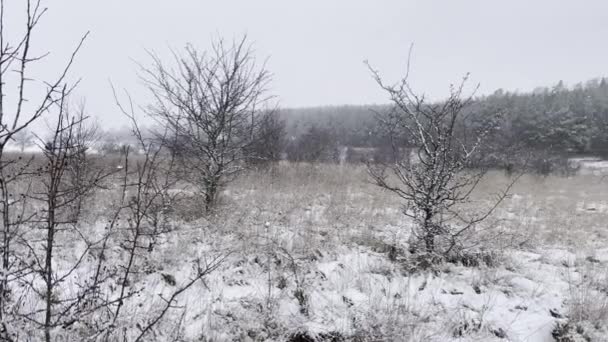 在寒冷的冬季 一片白雪覆盖的田野 还有一些树木生长在其中 — 图库视频影像