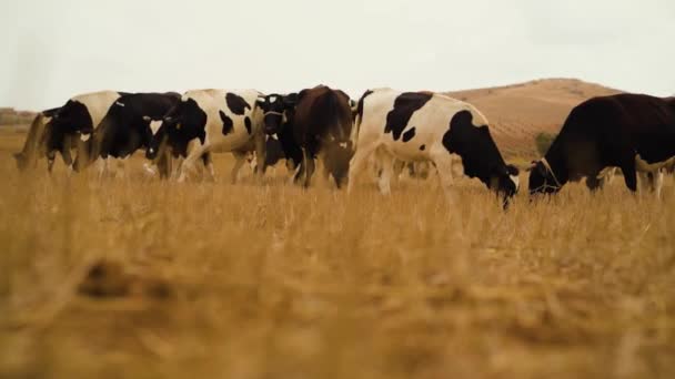 Primer Plano Vacas Pastando Campo Wahran Argelia — Vídeos de Stock