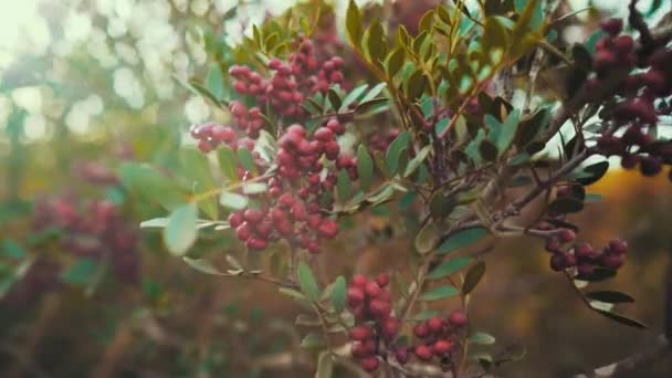 Çiçek Açmış Güzel Bir Sorbus Ağacının Manzarası Ilkbaharda Veya Yazın — Stok video