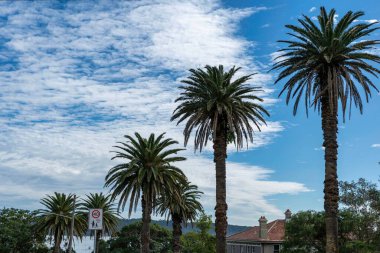Siren bulutları altında bir sıra palmiye ağacı.