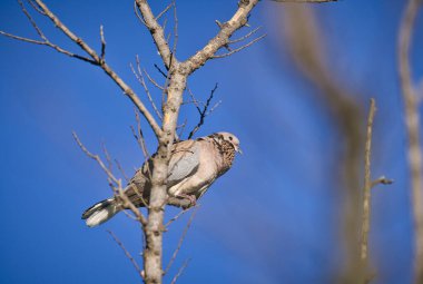 Düşük açılı ağaç dalına tünemiş kahverengi güvercin görüntüsü