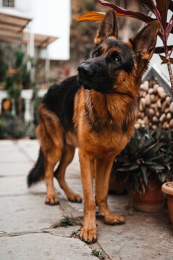 Arka bahçesinde bulanık bir geçmişi olan bir Alman çobanın seçici odağı.