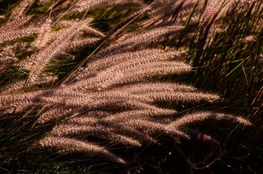 Tarlada altın buğday kulakları