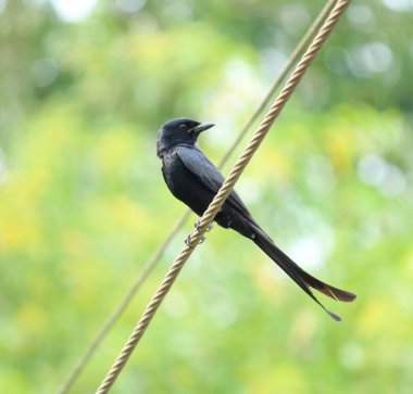 İpe tünemiş siyah drongo Dicrurus makrocercus 'un dikey yakın çekimi..