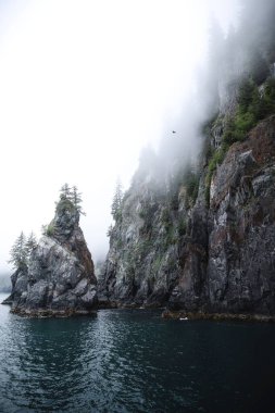 Okyanus suyu ve ağaç kaplı kayalar sisli bir sabahta Kenai Fjords Ulusal Parkı 'ndaki Kirpi Koyu' nda dikey