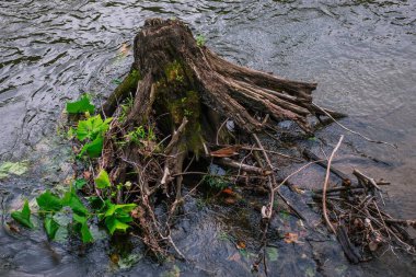 Sığ sularda yosun kaplı bir ağaç gövdesine yakın plan.