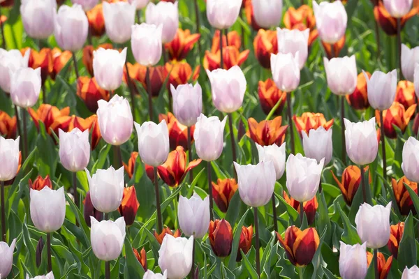 Крупним Планом Знімок Красивих Квітів Тюльпанів Розмитому Фоні — стокове фото