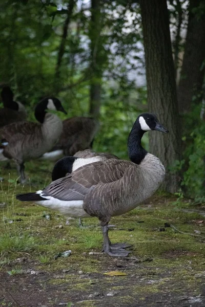 Fechamento Vertical Dos Gansos Canadenses Parque Branta Canadensis — Fotografia de Stock