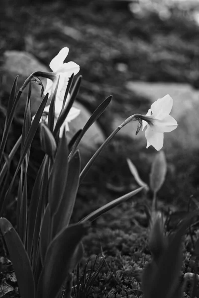 Uma Vista Tons Cinza Narcisos Jardim — Fotografia de Stock