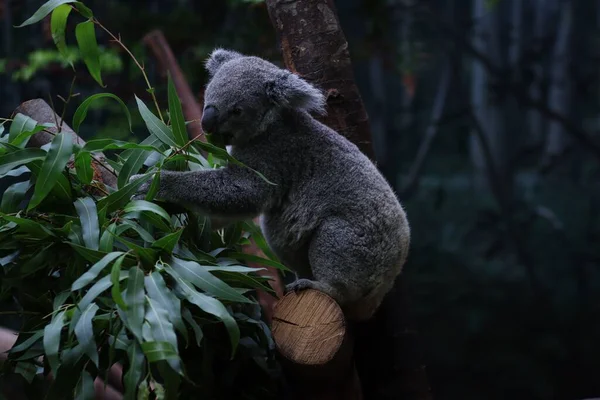Uno Scatto Selettivo Koala Phascolarctos Cinereus Allo Zoo — Foto Stock