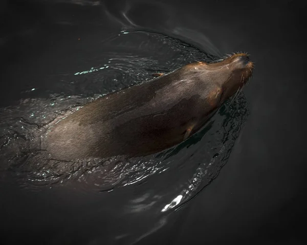 Верхній Вид Каліфорнійського Морського Лева Темряві — стокове фото