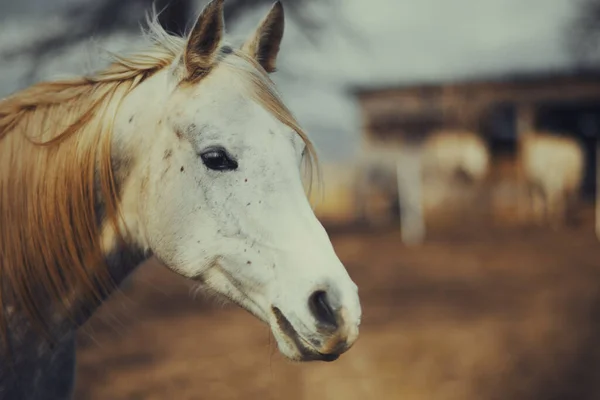 Ritratto Bel Cavallo Bianco Pascolo — Foto Stock