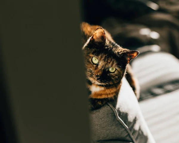 Close Shot European Shorthair Staring Camera House — Stock Photo, Image