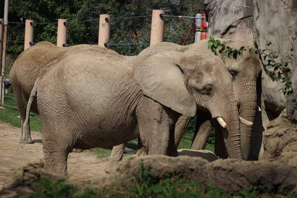 Elephants Fence Zoo — Stock Photo, Image