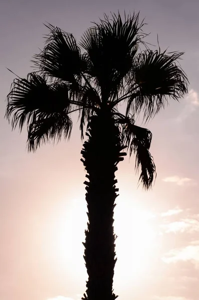 Palm Tree Silhouette Sunset Canary Islands — Stock Photo, Image