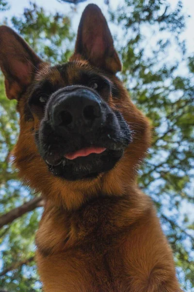 Närbild Rolig Tysk Herde Med Ett Ansikte Blickande Ner — Stockfoto