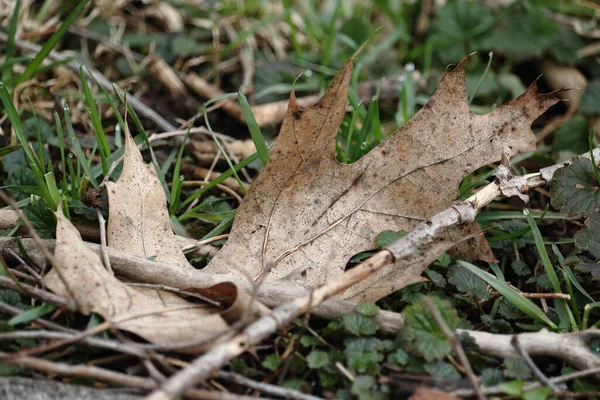 떨어진 낙엽을 클로즈업 — 스톡 사진