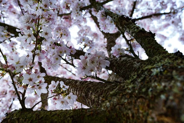 Lavt Vinkelbilde Vakre Kirsebærblomster – stockfoto