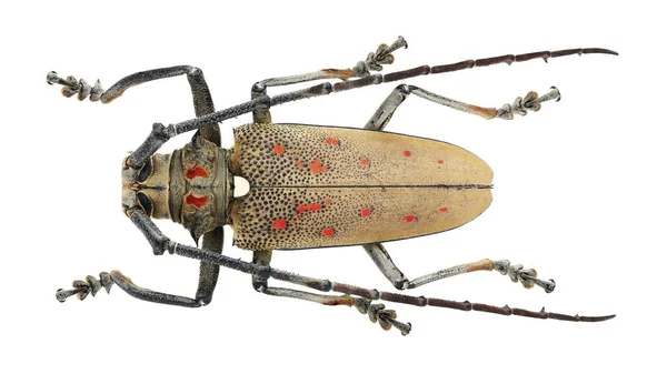 Insectenverzameling Van Lang Gehoornde Kevers Exemplaar Geïsoleerd Witte Achtergrond Gefotografeerd — Stockfoto