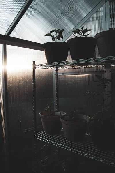 Sekelompok Bunga Pot Rumah Kaca — Stok Foto