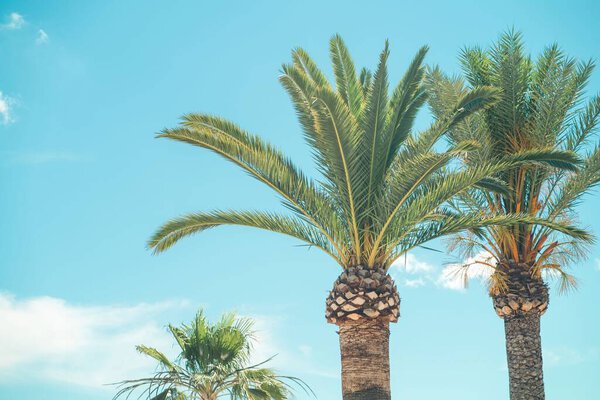 Пальмы на фоне солнечного голубого неба летом