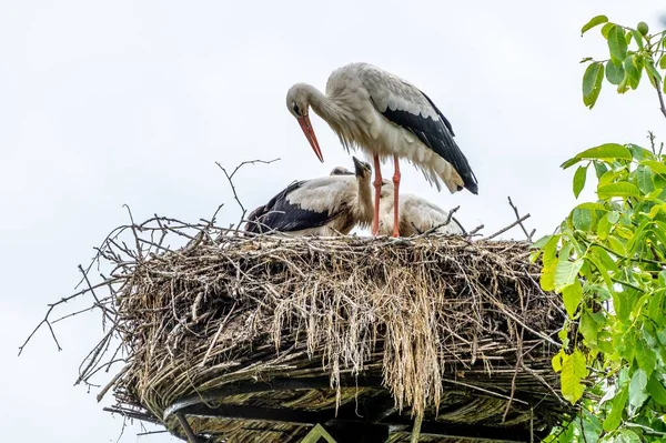 Ağaçtaki Bir Yuvadaki Leylek Grubunun Alçak Açılı Görüntüsü — Stok fotoğraf