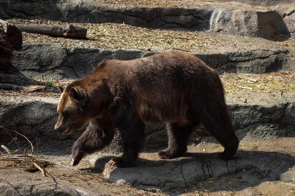 一只大灰熊 大灰熊 在动物园里散步 — 图库照片