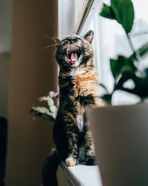 Vertical Close Shot European Shorthair Sitting Windowsill Yawning — Stock Photo, Image