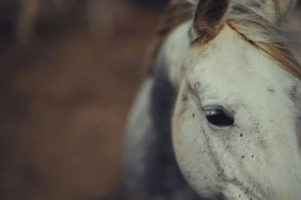 Bulanık Arkaplanda Beyaz Bir Atın Yakın Ayrıntıları — Stok fotoğraf