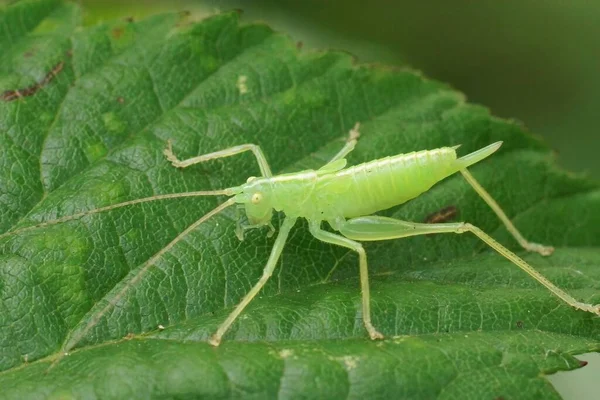 Close Fragiel Uitziende Lichtgroene Nimf Van Eiken Boskrekel Meconema Thalassinum — Stockfoto