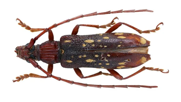 Colección Insectos Espécimen Escarabajos Cuernos Largos Aislados Sobre Fondo Blanco —  Fotos de Stock