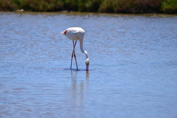 Одинокий Фламинго Мелководье Солнечный День — стоковое фото