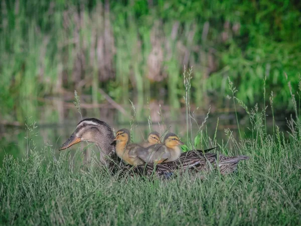 Group Wild Ducklings Back Mother Field — Stock Photo, Image