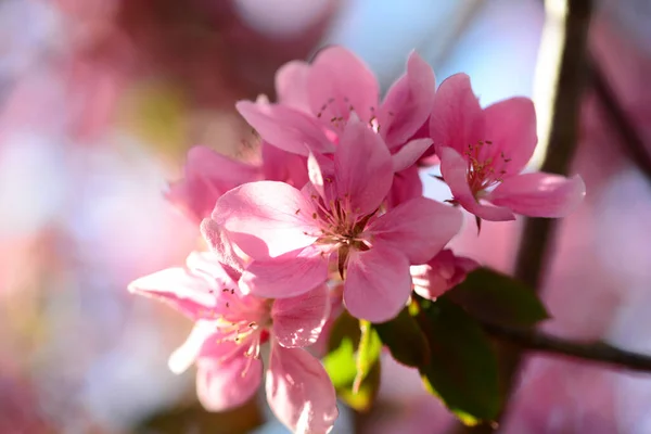 Крупный План Красивых Яблочных Цветов Размытом Фоне — стоковое фото