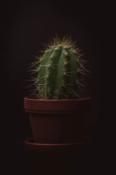 Egy Cserepes Kaktuszt Sötétben — Stock Fotó