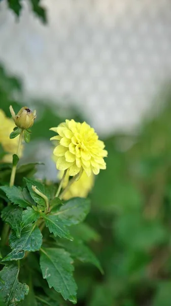 Egy Függőleges Lövés Egy Sárga Dália Virágról Egy Zöld Rügyről — Stock Fotó